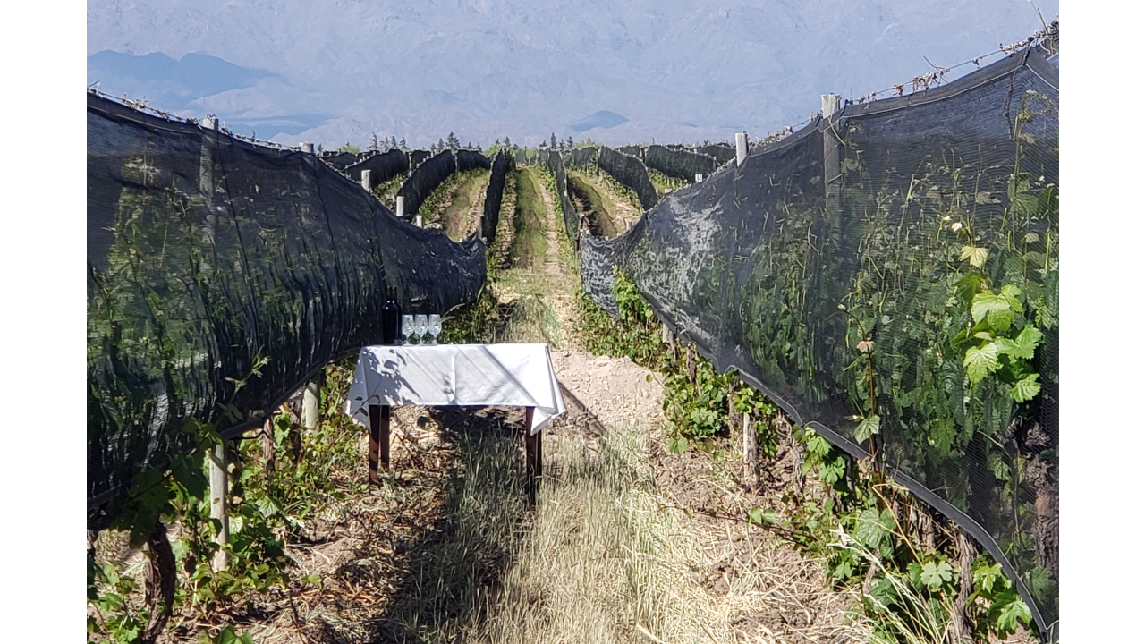 Organic and Sustainable Wine Certifications